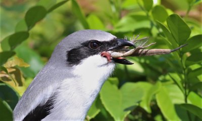 Loggerhead Shrike Trying To Eat An Anole!