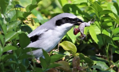 Loggerhead Shrike Grabs An Anole!