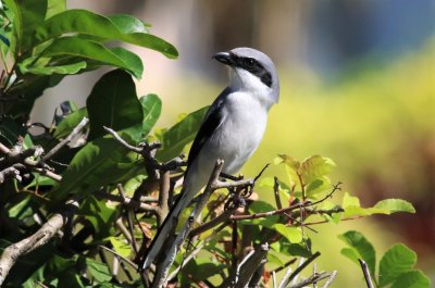 Loggerhead Shrike
