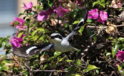 Loggerhead Shrike in it's nesting area!