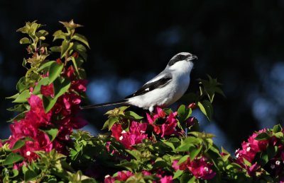 Golden Hour Loggerhead Shrike 