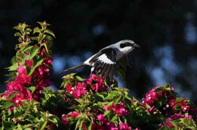 Loggerhead Shrike Takes Flight From It's Nest!