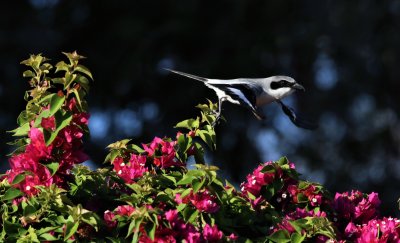 Loggerhead Shrikes Nesting In A Bougainvillea Bush!