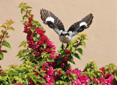Loggerhead Shrike