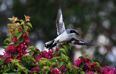 Loggerhead Shrike