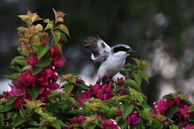 Loggerhead Shrike
