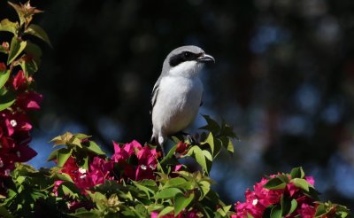 Loggerhead Shrike