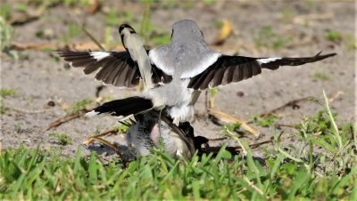 Loggerhead Shrikes mating!