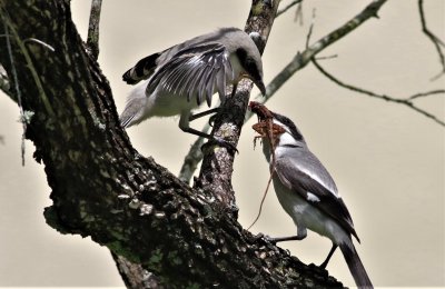 Loggerhead Shrike Fledgling Being Fed A Brown Anole 