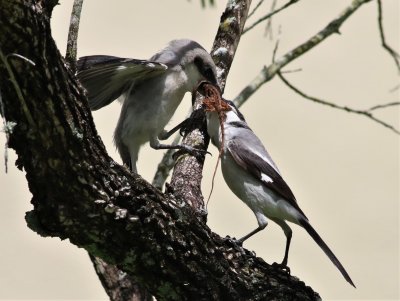This Loggerhead Shrike fledgling takes a Brown Anole that was offered by the adult!