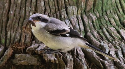 Loggerhead Shrike Fledgling With A Brown Anole!