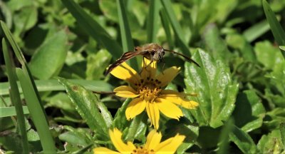 Fiery Skipper Butterfly Comin-at-ya!