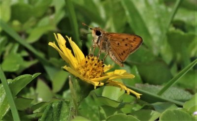 Fiery Skipper Butterfly Sipping Nectar!