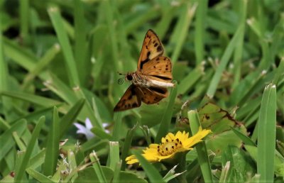 Fiery Skipper Butterfly!