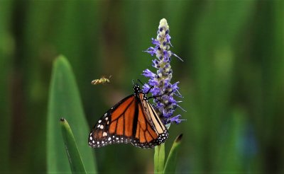 Monarch Butterfly