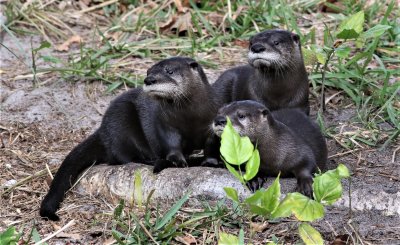 Otter Pups Waiting for mom!