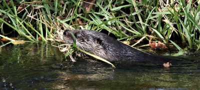 Otter bringing nesting material to it's Holt!