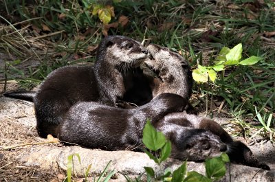 Otter Family
