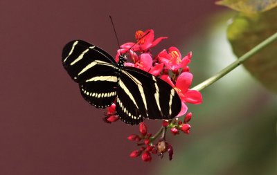 This Zebra Longwing Butterfly was enjoying nectar from this red flower!