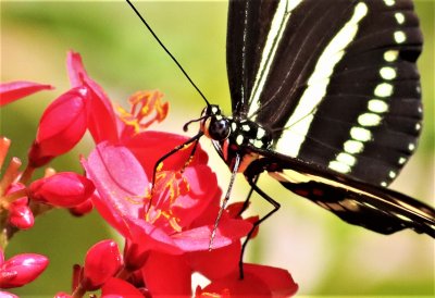 Zebra Longwing Butterfly Was Sipping Nectar And Gathering Pollen!