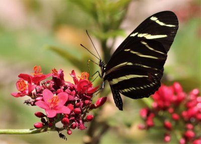 Zebra Longwing Butterfly Was Sipping Nectar And Gathering Pollen!