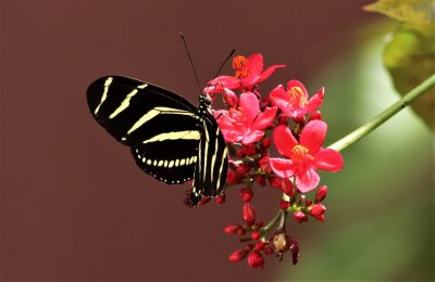 The Zebra Longwing Butterfly Gathering Pollen And Nectar!
