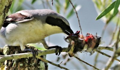 Loggerhead Shrike after impailing the Blue-gray gnatcatcher!