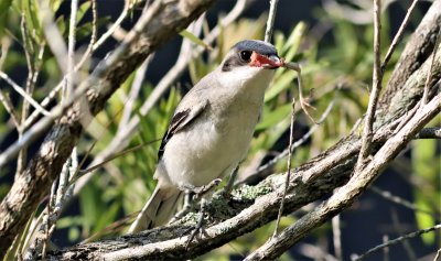 Loggerhead Shrike fledgling excited with what the adult Just gave It!