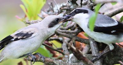 Loggerhead Shrike feeding it's fledgling part of an an Anole!
