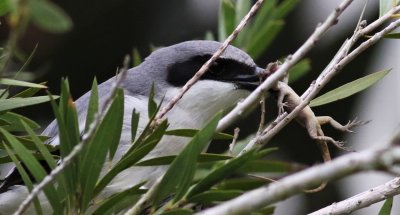 Loggerhead Shrike trying to wedge a Gecko into the V of a Branch!
