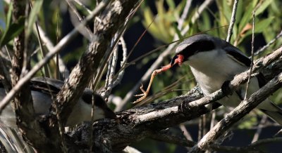  Loggerhead Shrike adult takes back the part of the Blue-gray gnatcatcher it gave to it's fledgling! 