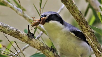 Loggerhead Shrike about to impale a Mole cricket!
