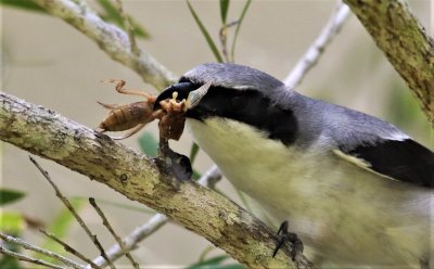 Loggerhead Shrike impailing a Mole Cricket!