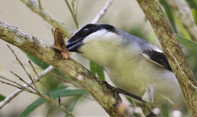 Loggerhead Shrike impailing a Mole Cricket!