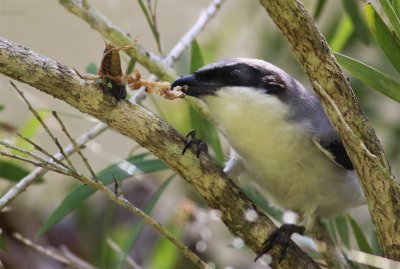 Loggerhead Shrike eating a Mole Cricket!