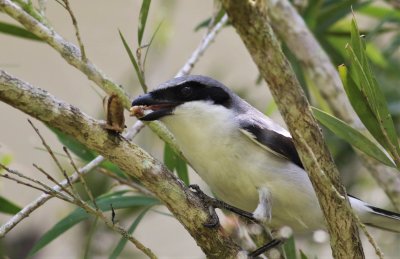 Loggerhead Shrike eating a Mole Cricket!