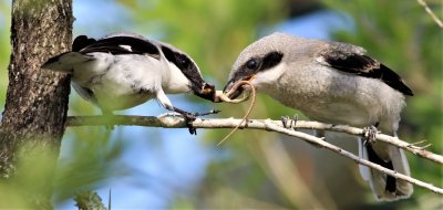 This Loggerhead Shrike is trying take a Gecko away from it's fledgling that it had impaled!