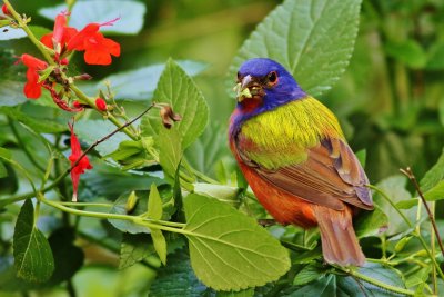 Painted Buntings Eating Seeds!