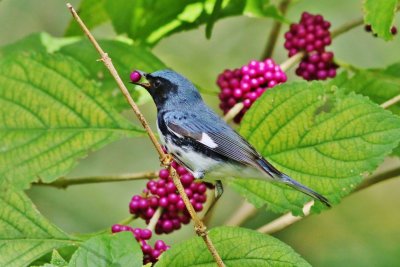 Black-throated Blue Warbler about to eat a Beautyberry!
