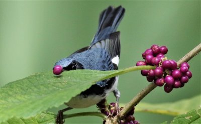      This Black-throated Blue Warbler droped a Beautyberry it had picked a leaf and then had to watch as it rolled away!