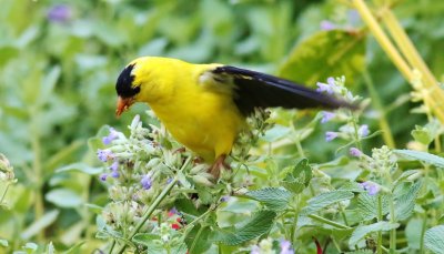 American Goldfinch Munching On Seeds!