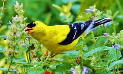 American Goldfinch Munching On Seeds!