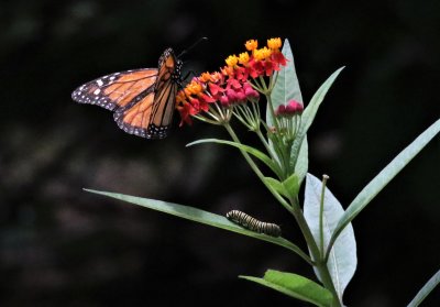 Monarch Butterfly And Friend!