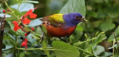 Painted Buntings Eating Seeds!