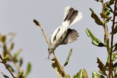 Blue-gray Gnatcatcher snatch an insect!