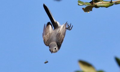 Blue-gray Gnatcatcher about to snatch an insect!