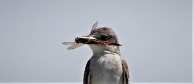 Gray Kingbird