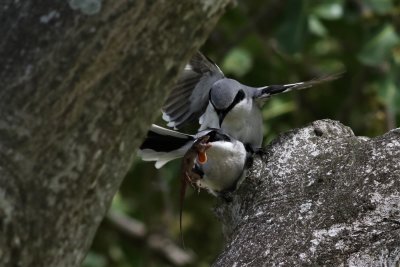 Loggerhead Shrike's After presenting a Brown Anole to the female they began to mate!