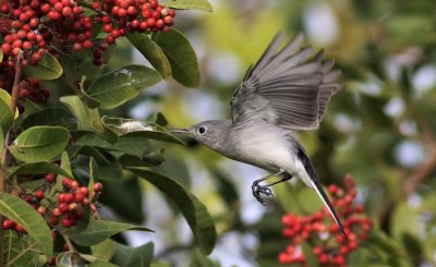 Blue-gray Gnatcatcher about to snatch a spider from it's nest!