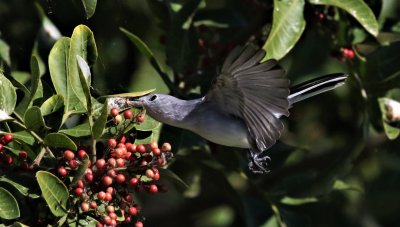 Blue-gray Gnatcatcher about to snatch a spider from it's nest!